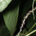 Acalypha villosa 葉