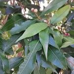 Syzygium jambos Lehti