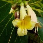 Gmelina magnifica Fiore