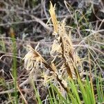 Carex esenbeckii Облик