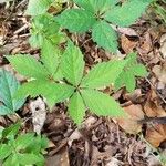 Parthenocissus quinquefolia Leaf