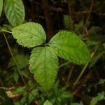 Clematis mauritiana Leaf