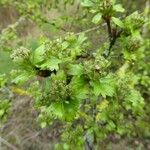 Ribes alpinum Leaf