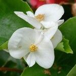 Begonia cucullata Flower