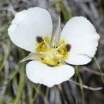 Calochortus leichtlinii Virág