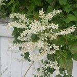 Fallopia baldschuanica Flower