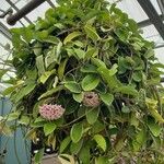 Hoya carnosa Plante entière