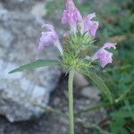 Galeopsis ladanum Fiore