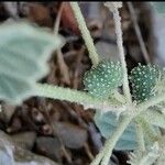 Chrozophora tinctoria Fruit