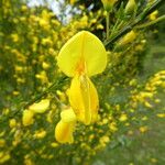 Cytisus scopariusFlower