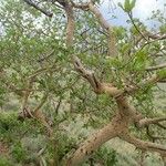 Ficus glumosa Egyéb