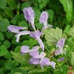 Plectranthus saccatus