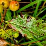 Chamaemespilus alpina Blatt