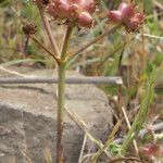 Oenanthe globulosa Агульны выгляд