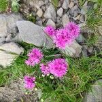 Viscaria alpina Blomma
