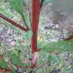 Ludwigia erecta Rinde