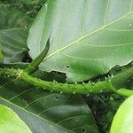 Poulsenia armata Leaf