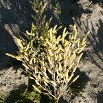 Salicornia stricta 形態