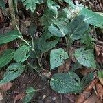 Piper nudifolium Hostoa