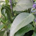 Salvia farinacea Leaf
