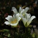 Limnanthes douglasii Blomst