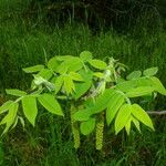 Juglans mandshurica Hoja