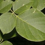 Lonchocarpus phaseolifolius Levél