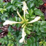 Tecomaria capensis Blüte