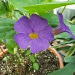 Thunbergia battiscombei 花