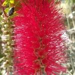 Melaleuca rugulosaFlower