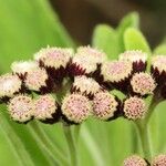 Psiadia anchusifolia Flower