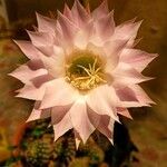 Echinopsis oxygonaBloem