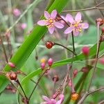 Talinum paniculatum Çiçek