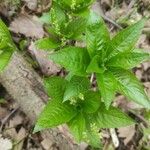 Mercurialis perennisFeuille