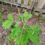 Crotalaria pallida Лист
