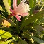 Disocactus phyllanthoides Blüte