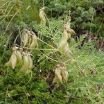 Astragalus penduliflorus മറ്റ്