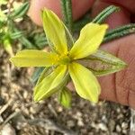 Helianthemum aegyptiacum Kwiat