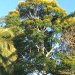 Vochysia ferruginea Habit