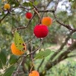 Arbutus andrachneFruto