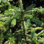 Picea engelmannii ഇല