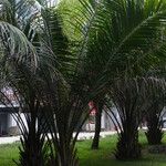 Elaeis guineensis Habit