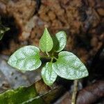 Aristolochia maxima Συνήθη χαρακτηριστικά