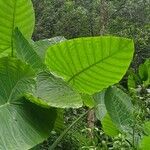 Colocasia gigantea Leaf