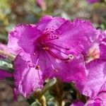 Rhododendron saluenense