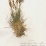 Agrostis rupestris Elinympäristö