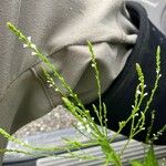 Verbena urticifolia Цвят