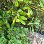 Pittosporum heterophyllum Ffrwyth