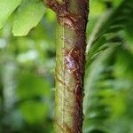 Didymochlaena truncatula Blatt