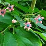 Clerodendrum indicum Fruto